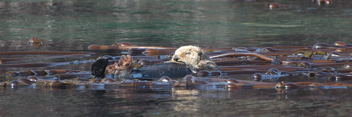 Sea otter