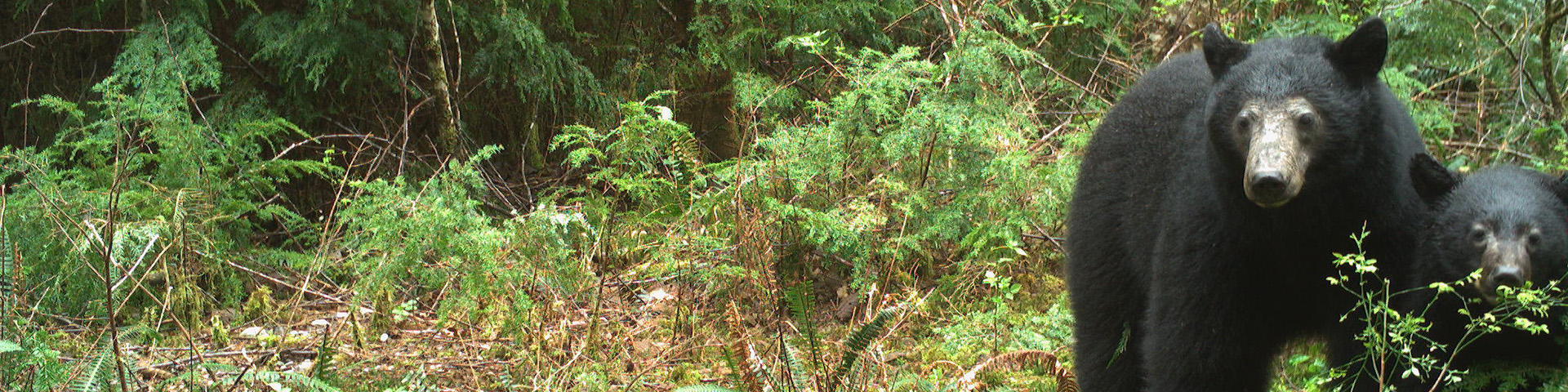Two bears