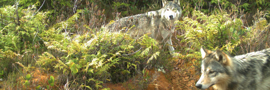 Wildlife camera photo of two wolves