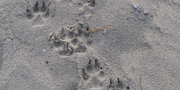 Wolf prints