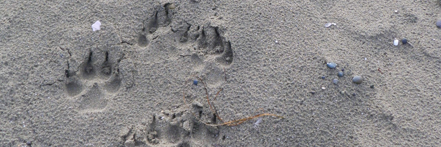 Wolf prints on the beach