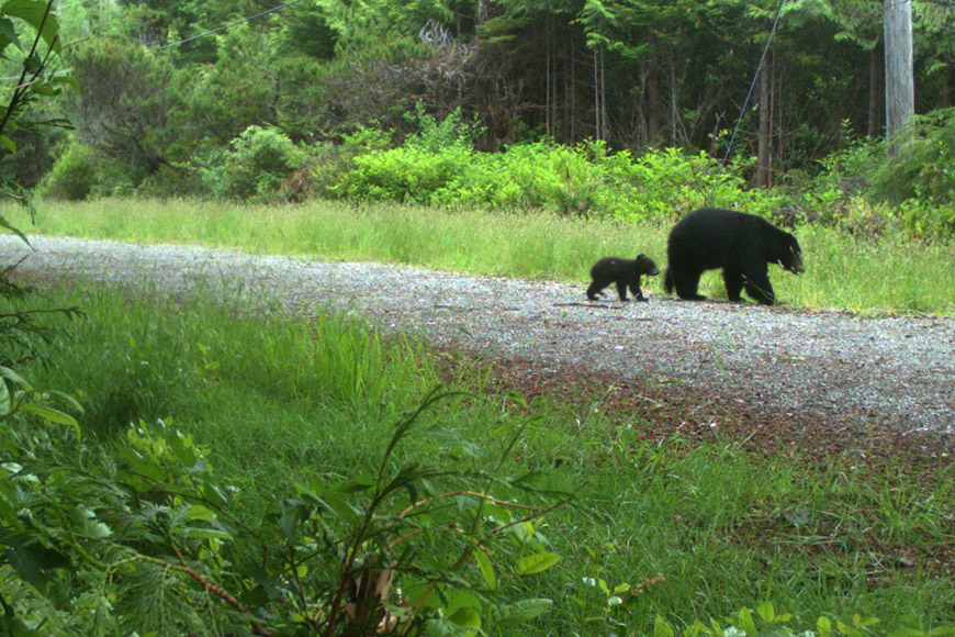 Une ourse noire et son petit se déplaçant sur une vieille route.
