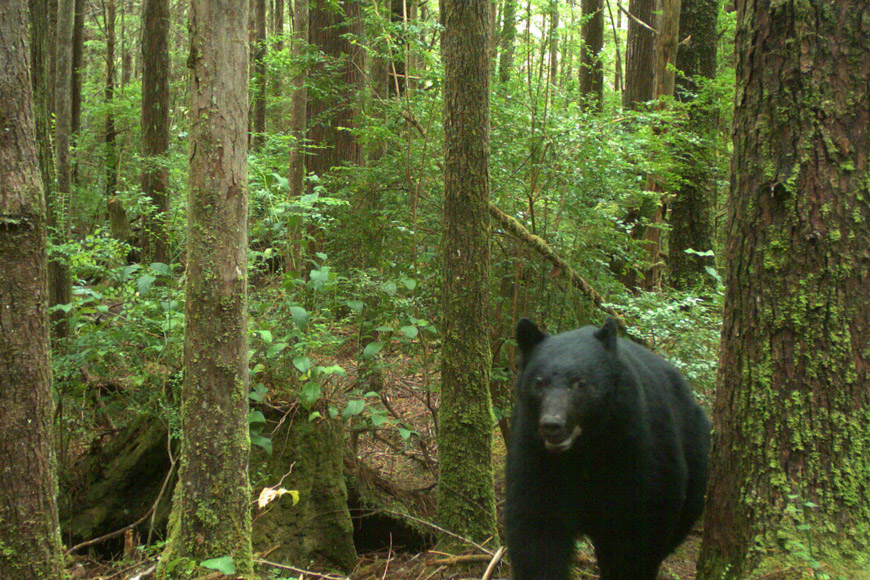 A Black bear ambling through the forest.