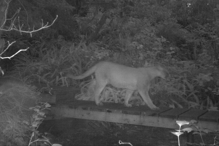 Un cougar durant la nuit.