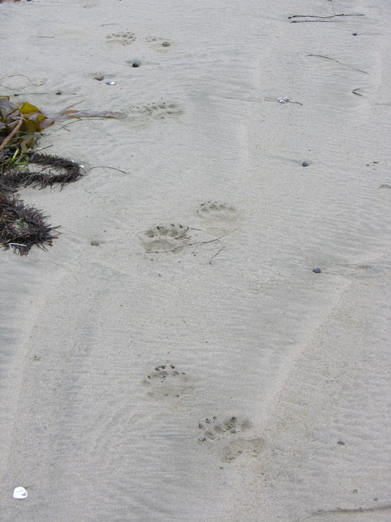 Bear tracks on the beach.