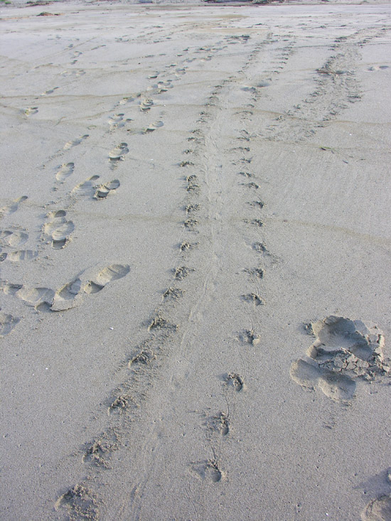 Seal tracks in sand.