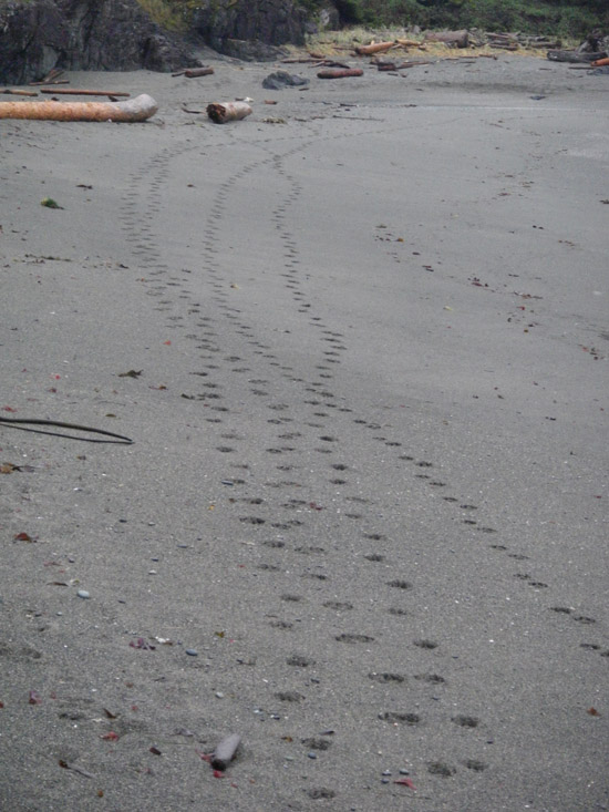 Tracks of four wolves crossing the beach.