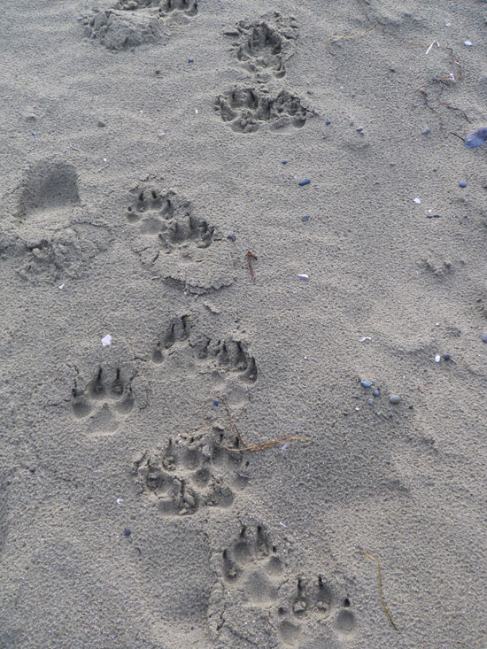 Wolf tracks on the beach.