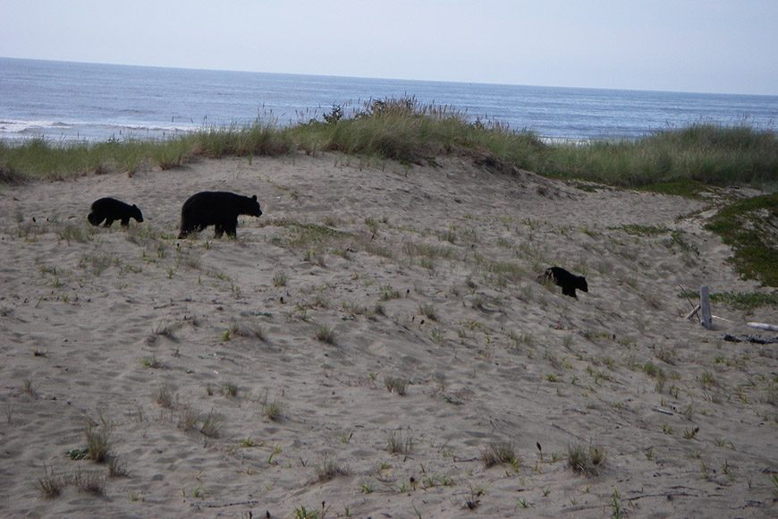 Les ours aiment les dunes.