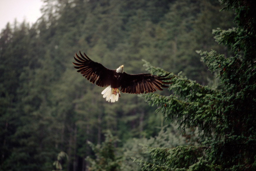 Un aigle à l’orée de la forêt.