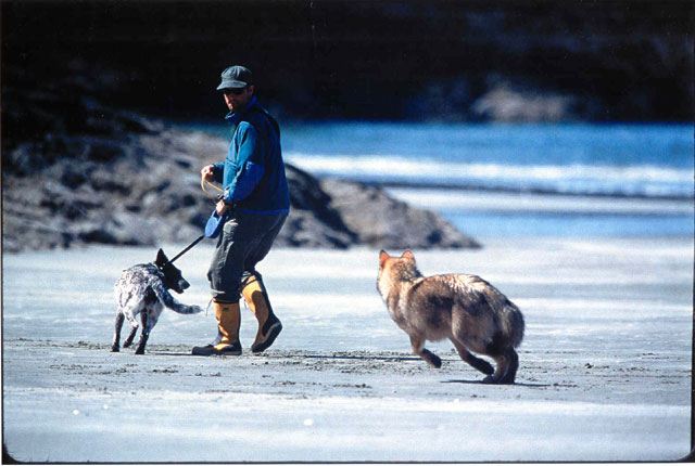 A wolf shows bold behaviour pursuing a visitor on the beach. (Photo credit: Joel Sartore)