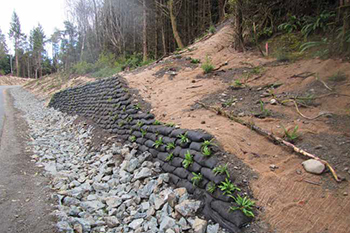 Tapis tressés en noix de coco, rochers, bois et plantes indigènes servent à stabiliser les talus le long de la route Wick.