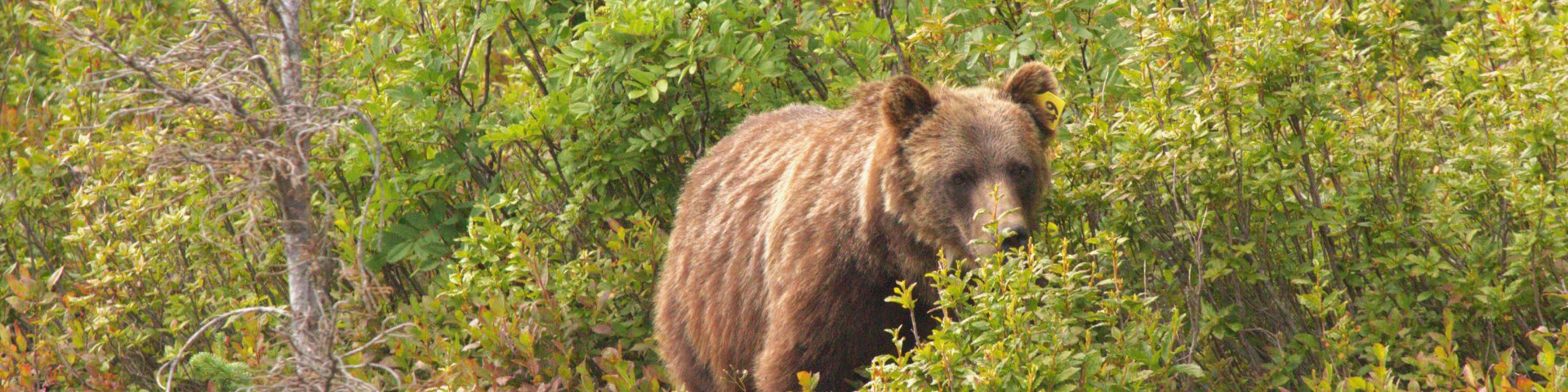 Adult grizzly bear standing among berry bushes