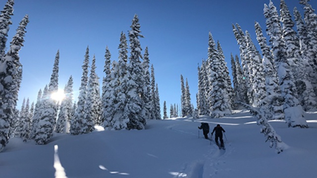 two skiers skinning through a snowy forest