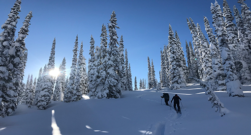 two skiers skinning through a snowy forest