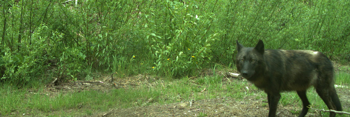 Wolf captured on a wildlife camera