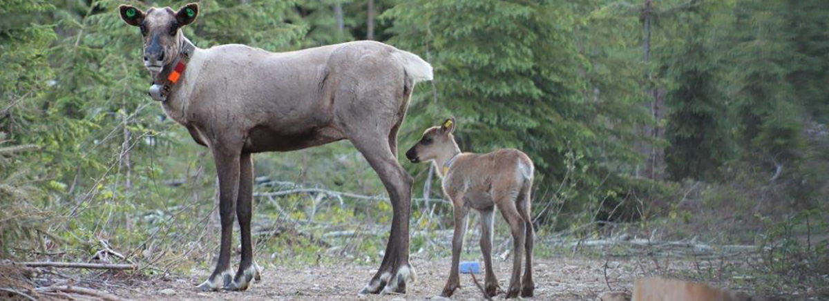 Mère caribou et veau