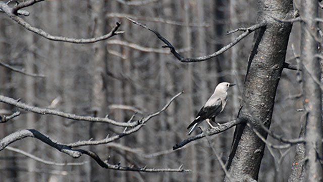 Clark’s nutcracker perched on a tree in a forest in Mount Revelstoke National Park, where the trees are bare in early spring.