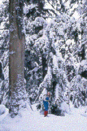 Skier and giant cedar