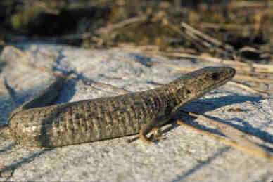 Northern alligator lizard