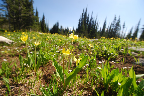 Glacier lily (Erythronium grandiflorum)