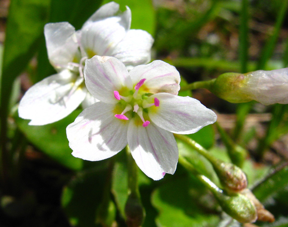 Claytonie lancéolée (Clatoynia lanceolata)