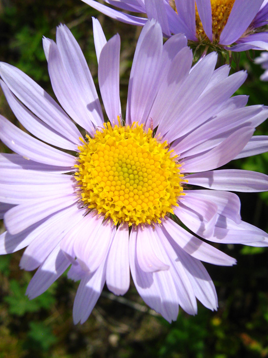 Subalpine daisy (Erigeron peregrinus)