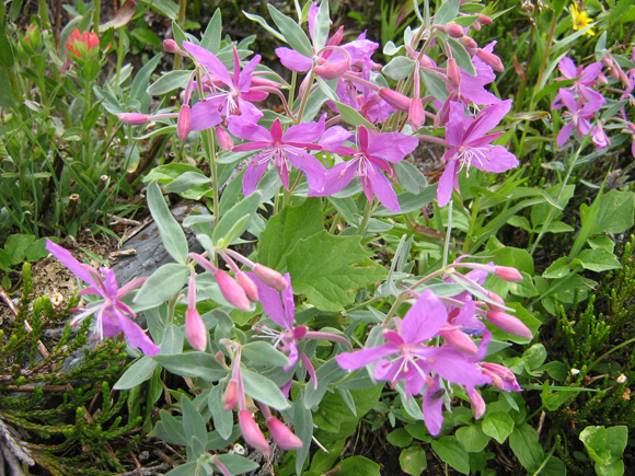 Épilobe (Chamaenerion latifolium, ancien nom : Epilobium latifolium)