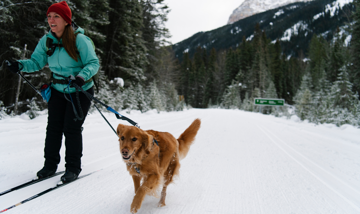 A cross-country skier glides on a groomed downhill trail. Their leashed dog running beside them on Yoho Valley Road in Yoho National Park.