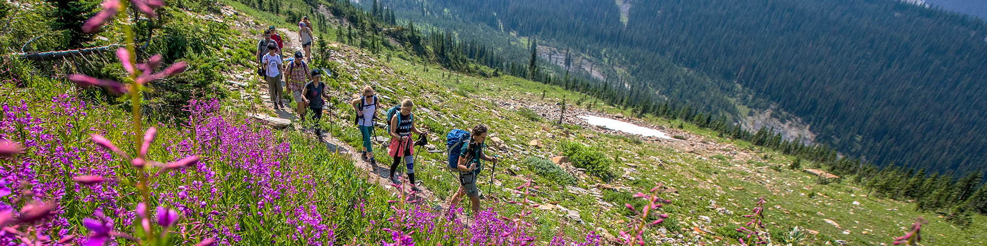 A group of hikers among fireweed flowers