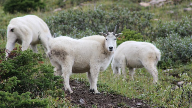 Three mountain goat