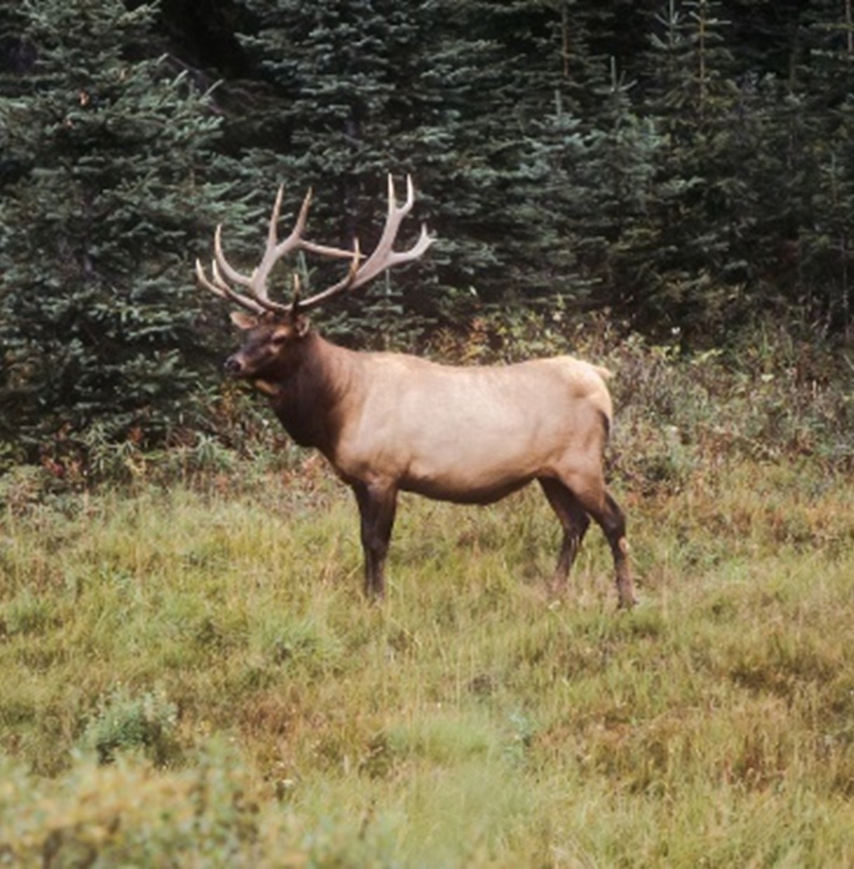 Bull elk in a meadow
