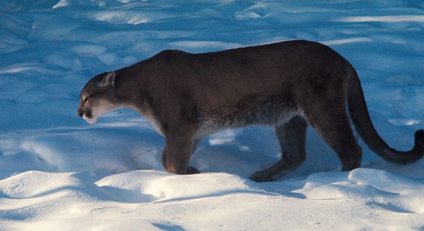 cougar walking on snow