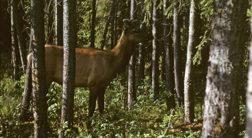 wapiti