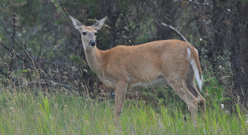 Cerf de Virginie