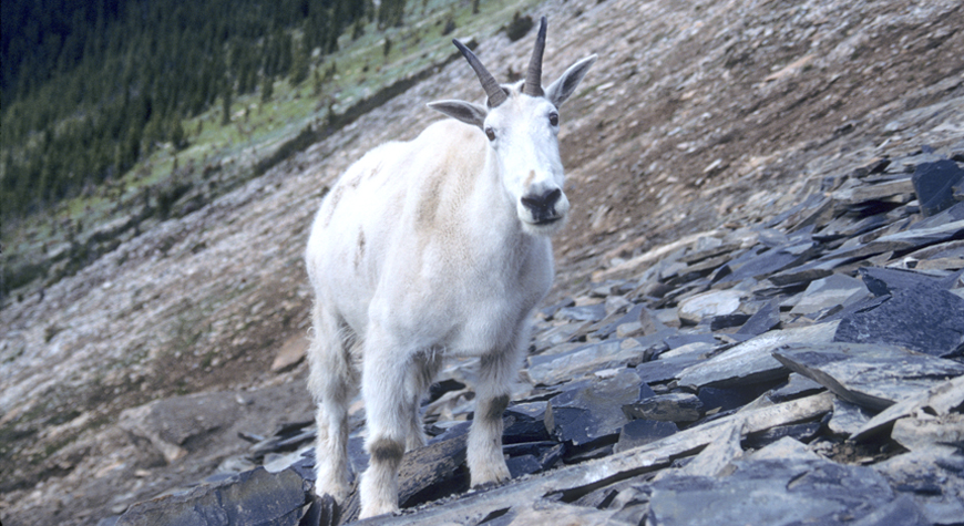 mountain goat on a cliff