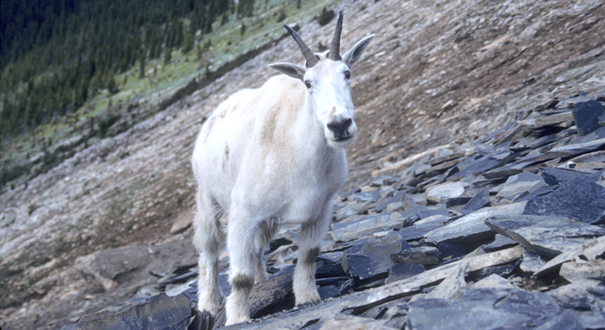 Chèvre de montagne