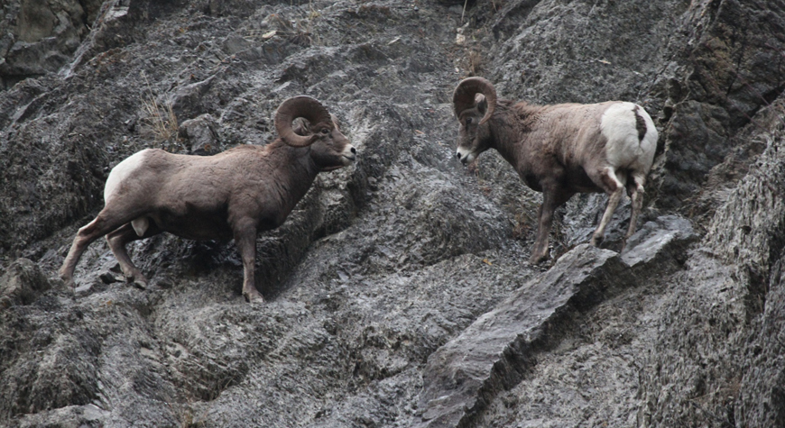 two bighorn rams facing each other down