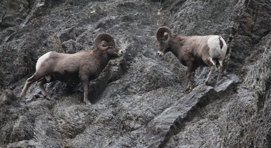 Mouflon d’Amérique