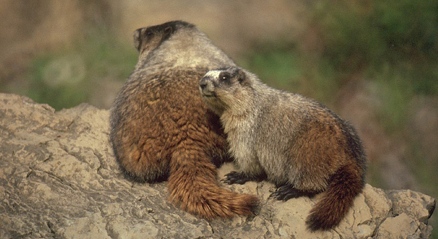 marmot sunning on a rock