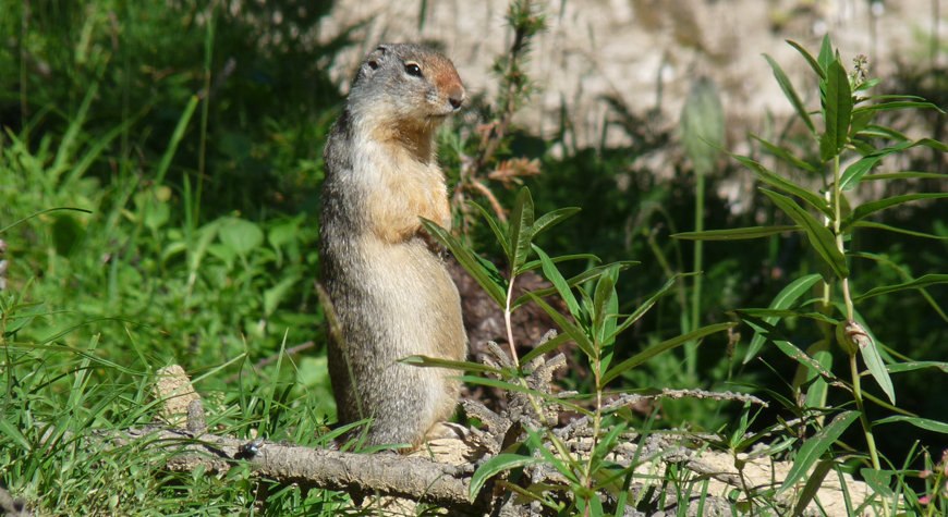 columbian ground squirrel sitting upright