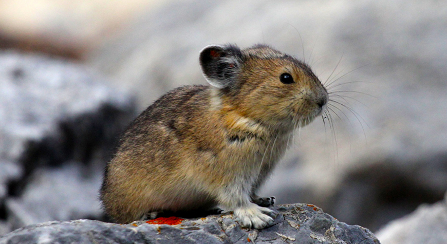 pika sitting on a rock