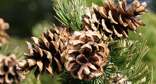 Limber pine cone