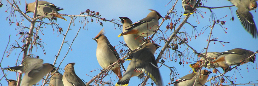 Flock of Bohemian waxwings