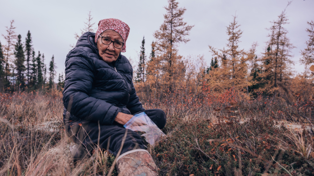 Gwich'in elder sitting on the ground harvesting berries in the fall. 