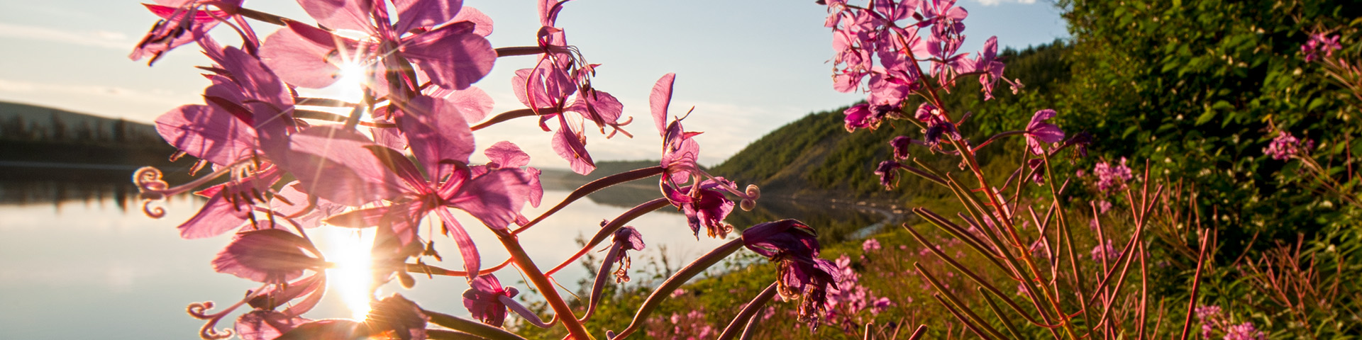 Pink fireweed wildflowers growing on a river bank in the sunlight.