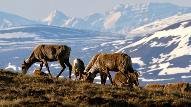 Herd of caribou with snowy mountains in the background.
