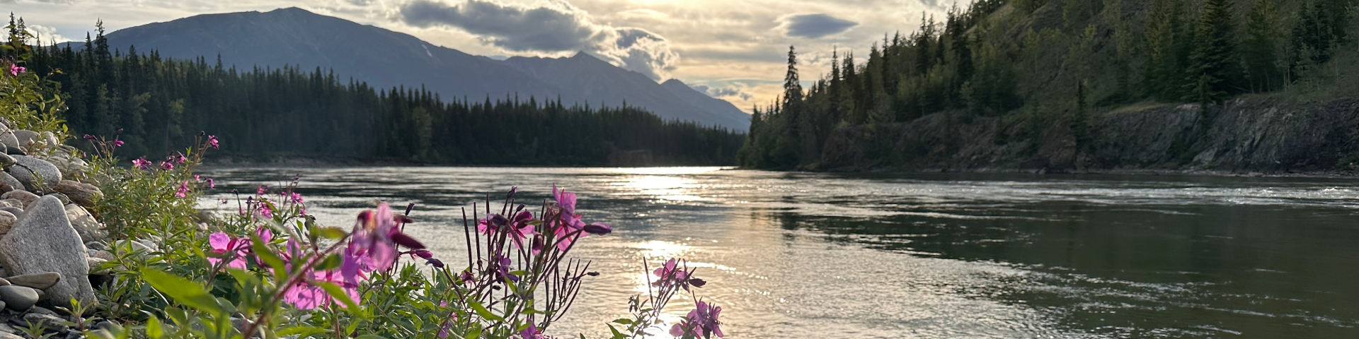 Épilobe poussant au bord d’une rivière avec des montagnes en arrière-plan