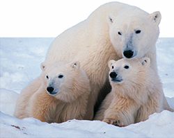 An adult polar bear stands behind two cubs in the snow.