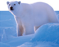 Un ours polaire dans la neige se tient face à l’appareil.
